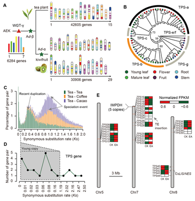 我室在茶树基因组研究领域取得重要新突破，助力茶叶科学基础研究与产业发展