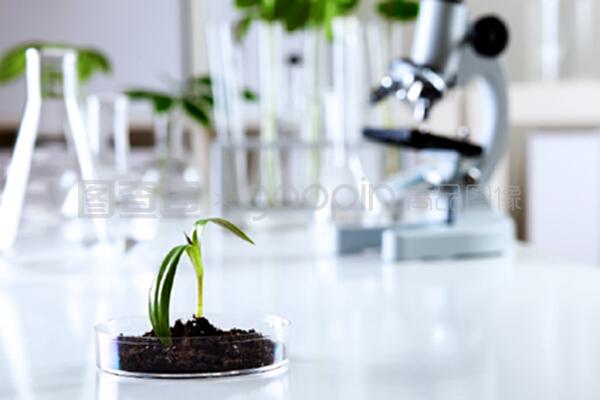 绿意盎然的微观世界 生物学实验室中绿色植物的自然科学探索与试验发展