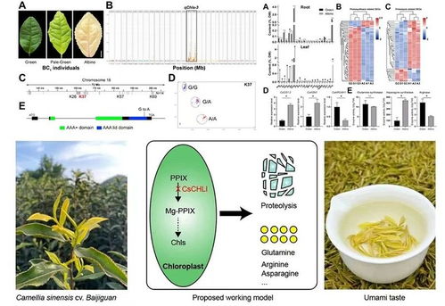 茶树叶色白化的遗传机制解析取得新进展